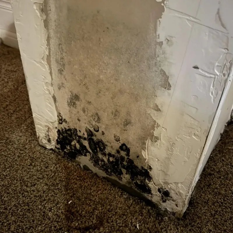 Professional Mold Removal in West Mayfield, PA